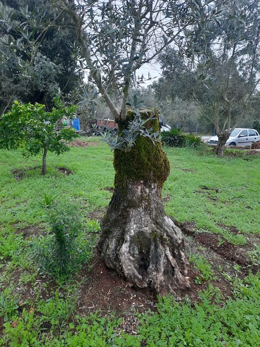 Vendo oliveiras galegas