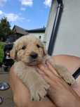 Piesek Golden Retriever