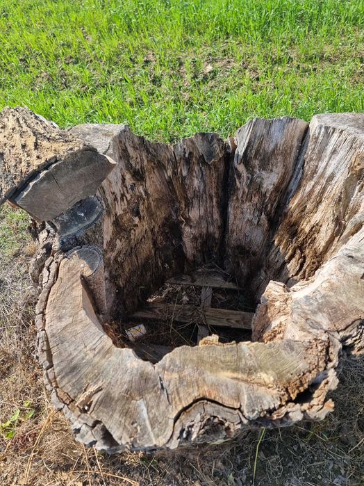 Konar drzewa - na ognisko na wesele