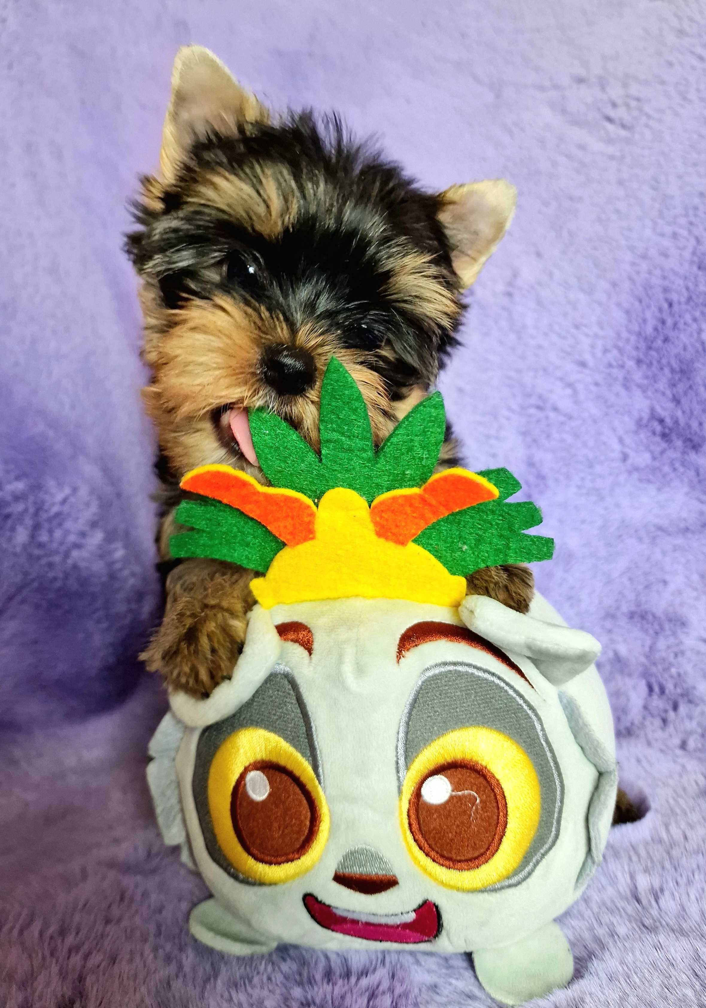 York - Yorkshire terrier - jedyny PRAWDZIWY RODOWÓD ZKwP (FCI)
