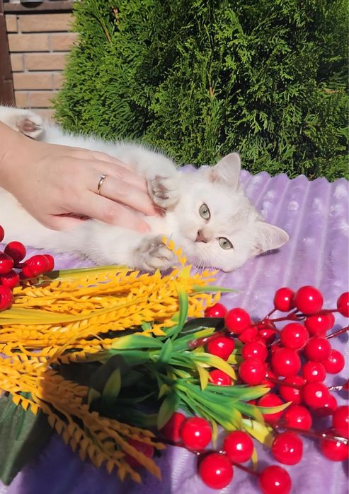 Британська красунечка