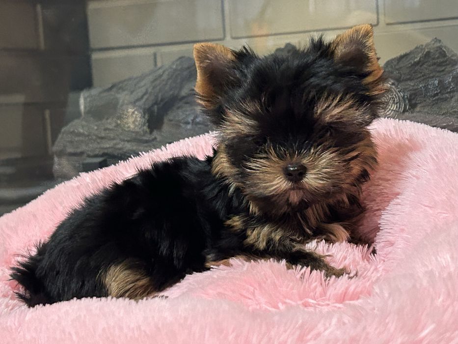 Міні дівчинка .Міні цуцунята