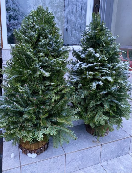 Ялинка плетена , ялинка з живих гілок, жива ялинка, сосна, ялинка