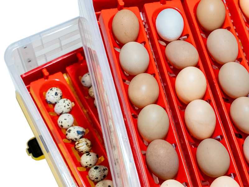 Kompletny zestaw INKUBATOR Automatyczny DINO do 112 Jaj - 12V / 230V