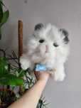 Kot interaktywny zwierzątko little live pets cobi