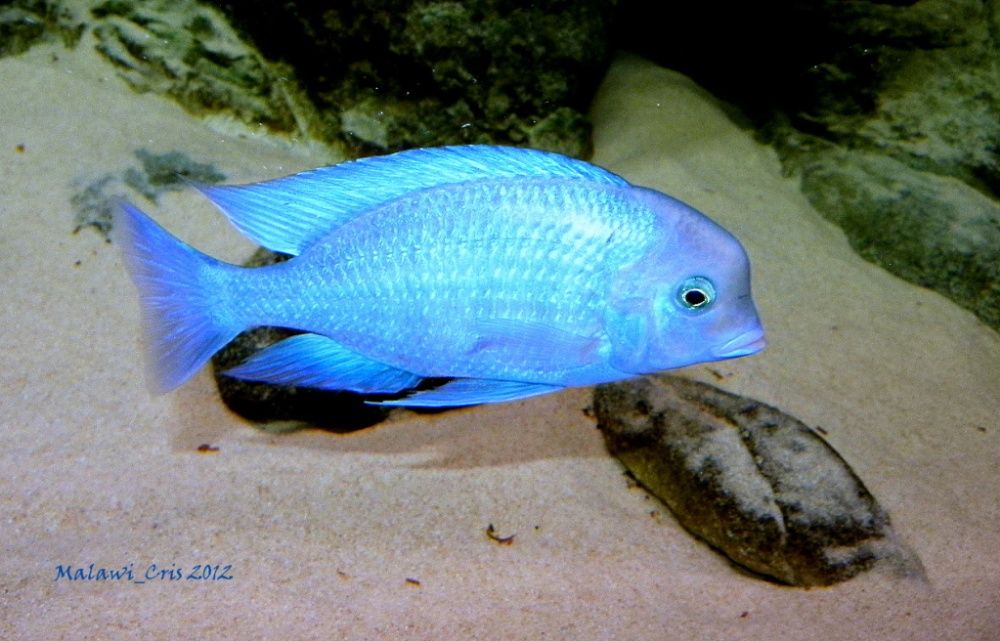 Sciaenochromis fryeri Хаплохромис васильковый Акваріумні рибки цихліди