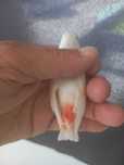 Cardinalitos 2025 novos