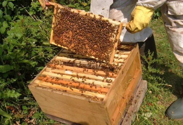 Пчелиные отводки 2022 года!
