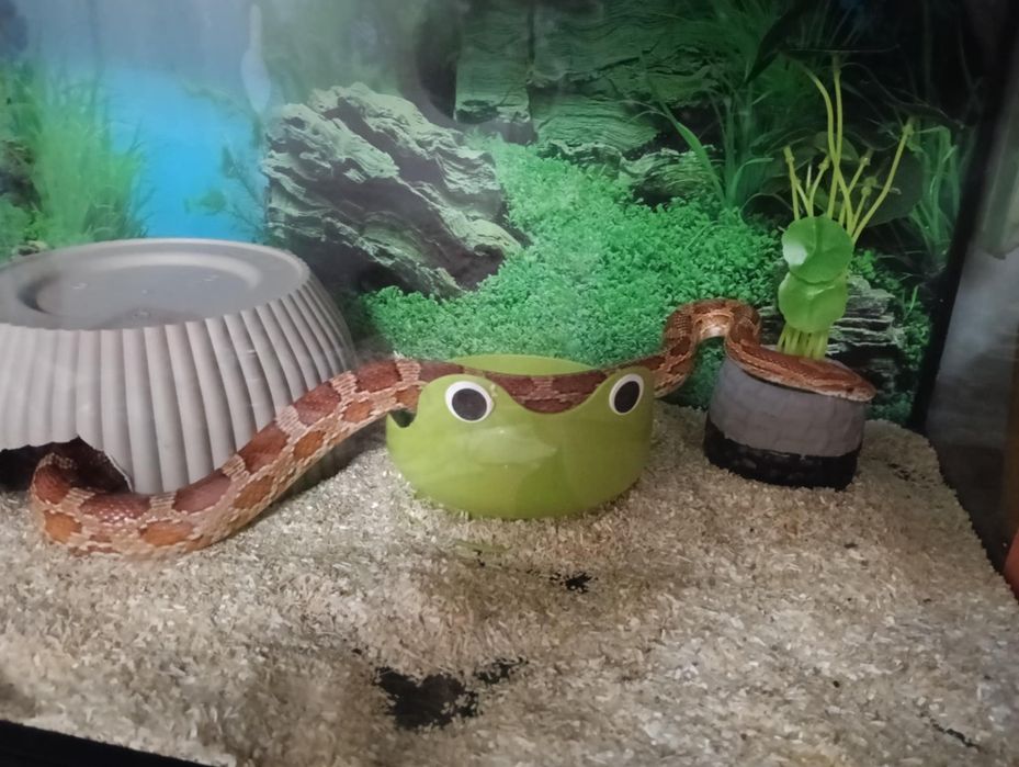 Wąż zborzowy1.5m i terrarium