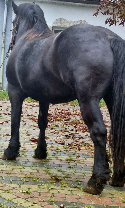 Sprzedam klacz zimnokrwista Źrebna