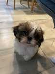 Piesek  tricolor Shih tzu
