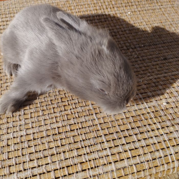 Coelhinhos anão para fazer companhia