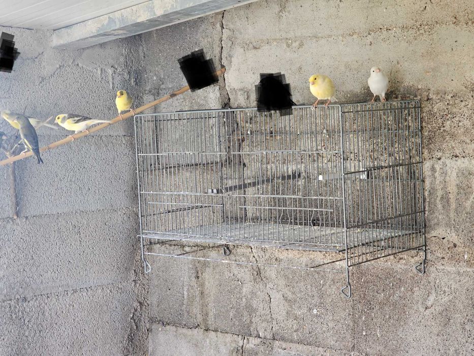 Cedo canários de 2024