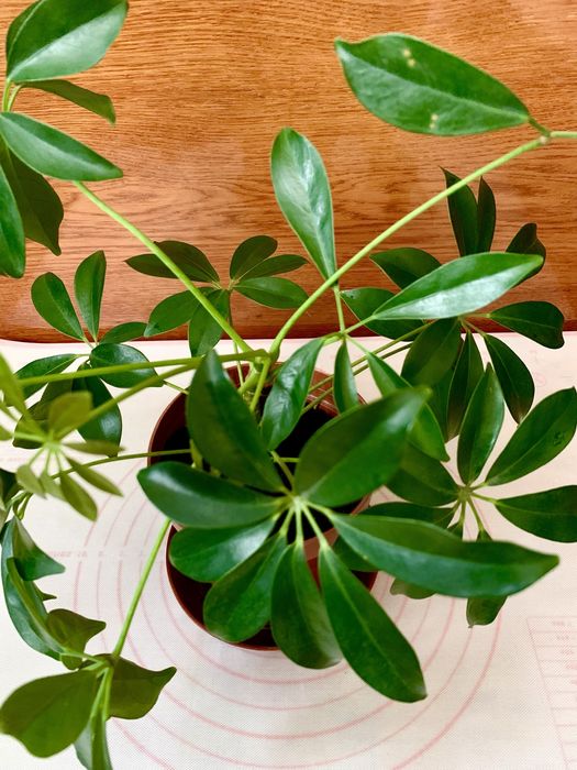 Шефлера молодий вазон