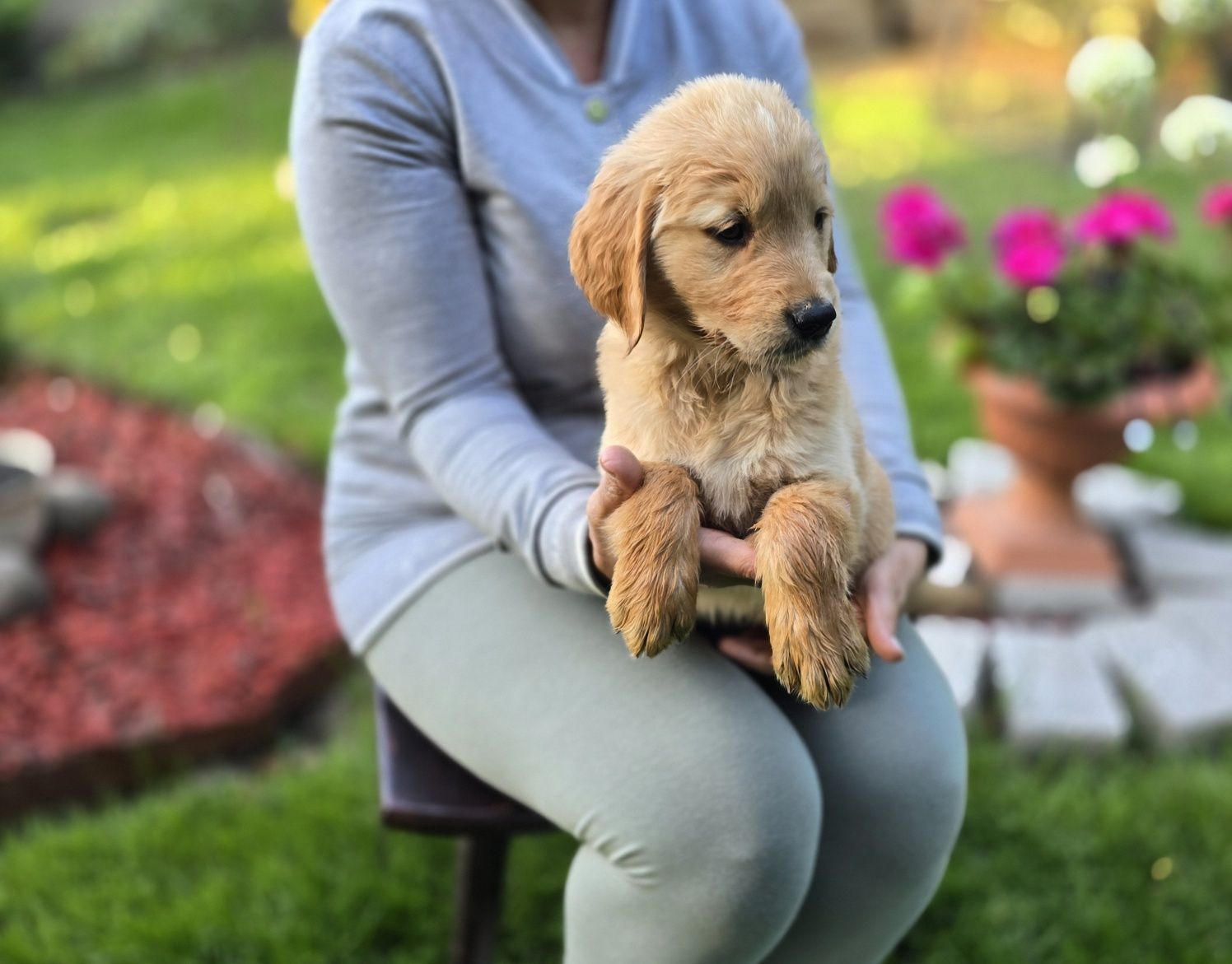 Golden retriever szczeniak