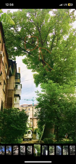 Очистка ЛЭП, Спил аварийных деревьев Днепр