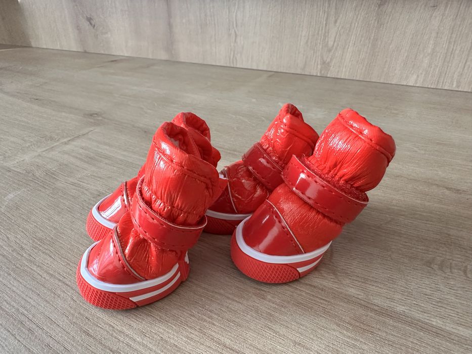 Buty dla Chihuahua