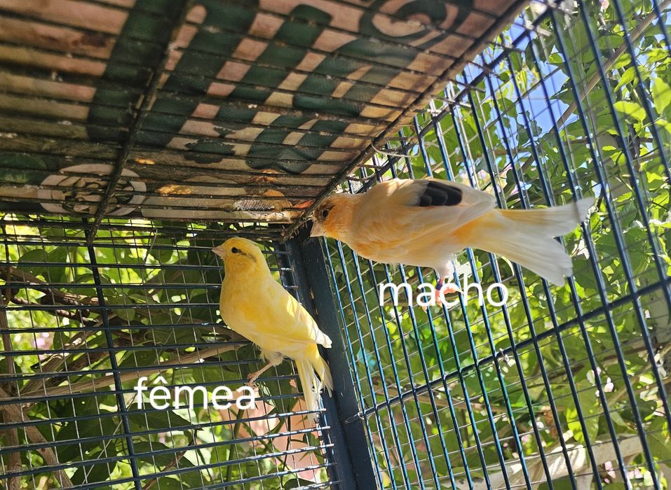 Canarios dois casais formados mais a gaiola para desocupar