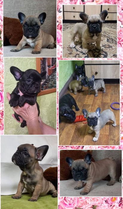 Вони на фото! хлопчики та дівчата французики цуценя!