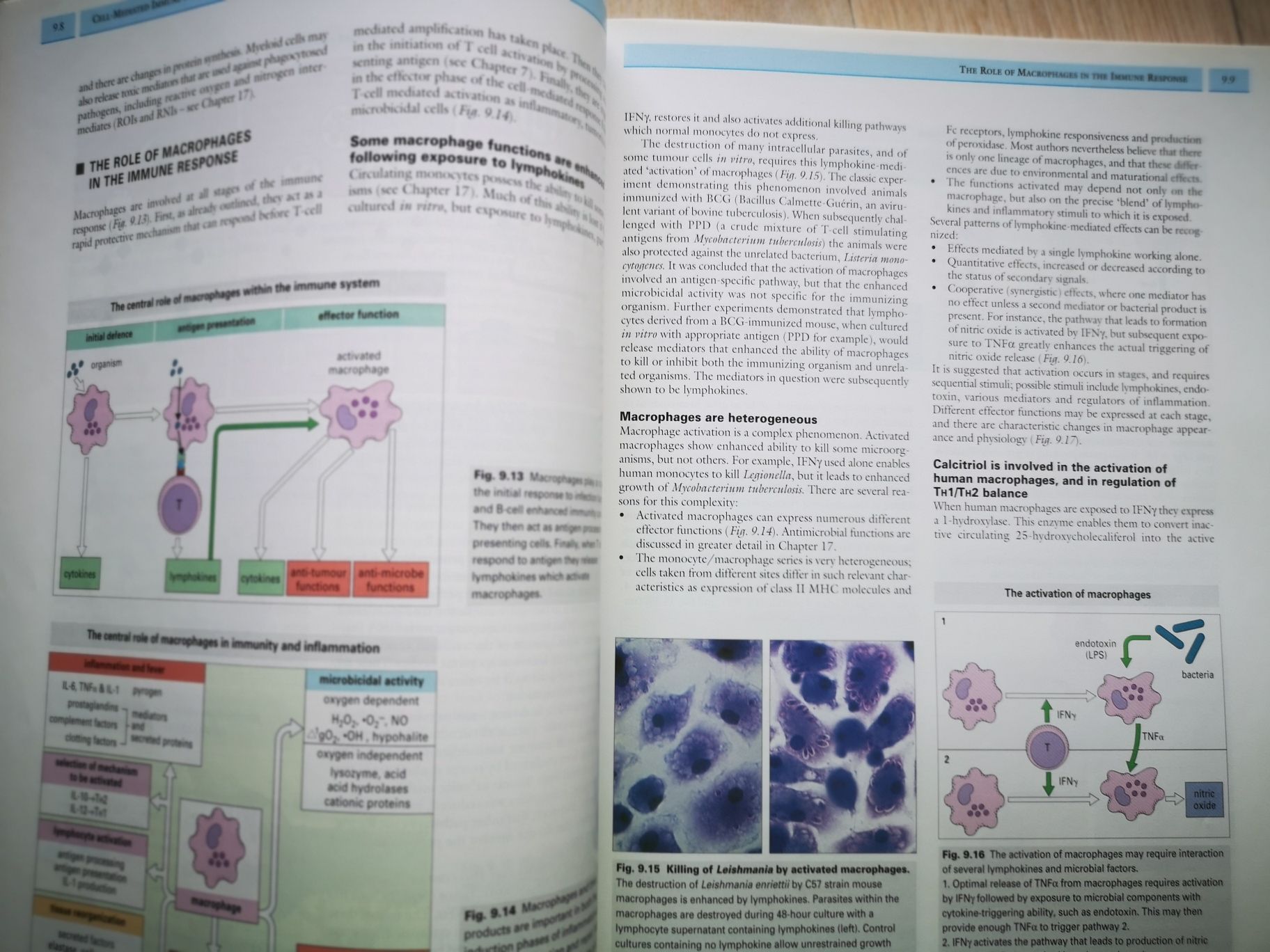 IMMUNOLOGY   Roitt.Brostoff.Male