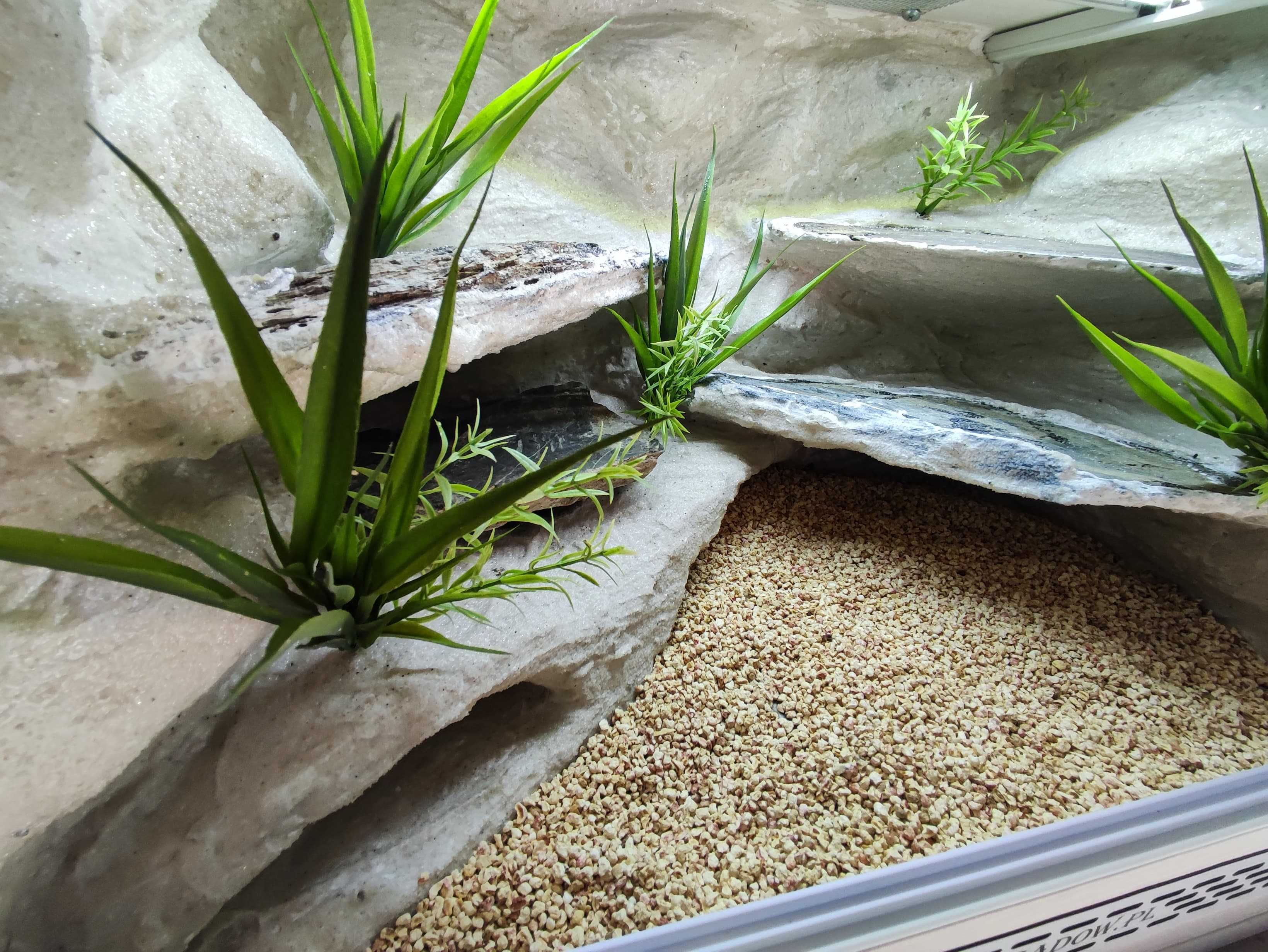 Terrarium pustynne nr691 60/40/40 dla gekona lamparciego DOSTĘPNE