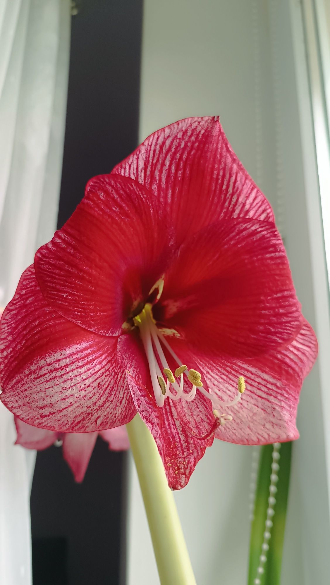 Amarylis hippeastrum Maestro świeże nasiona +Aulicum