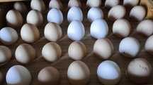 Ovos caseiros biológicos