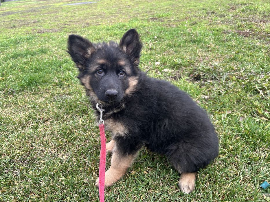 Owczarek Niemiecki Długowłosy szczeniak