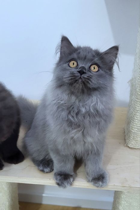 Szkocki kocurek już do odbioru WCF