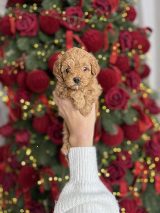 Красиві цуценятка мальтипу