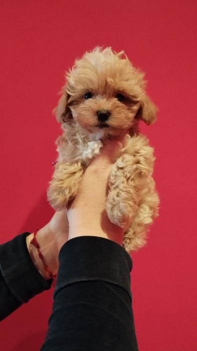 Maltipoo piesek rodowód