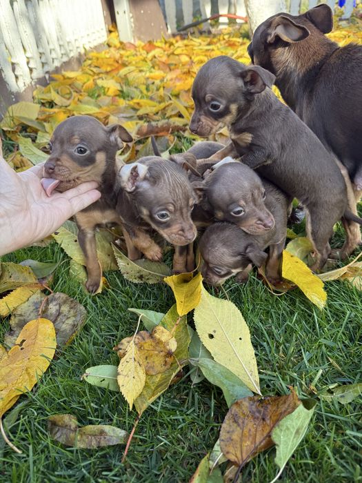 Продам міні Тойчики