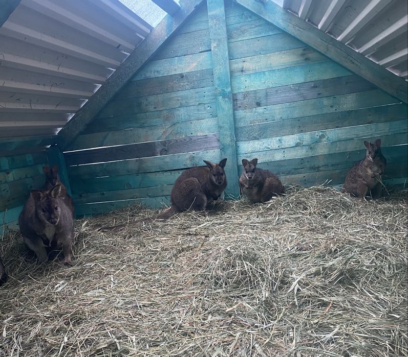 Kangur miniatorowy kangury parma dorosly 6 kg