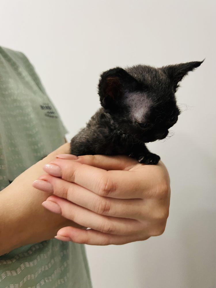 Wybitny typ - kotka - Devon Rex -