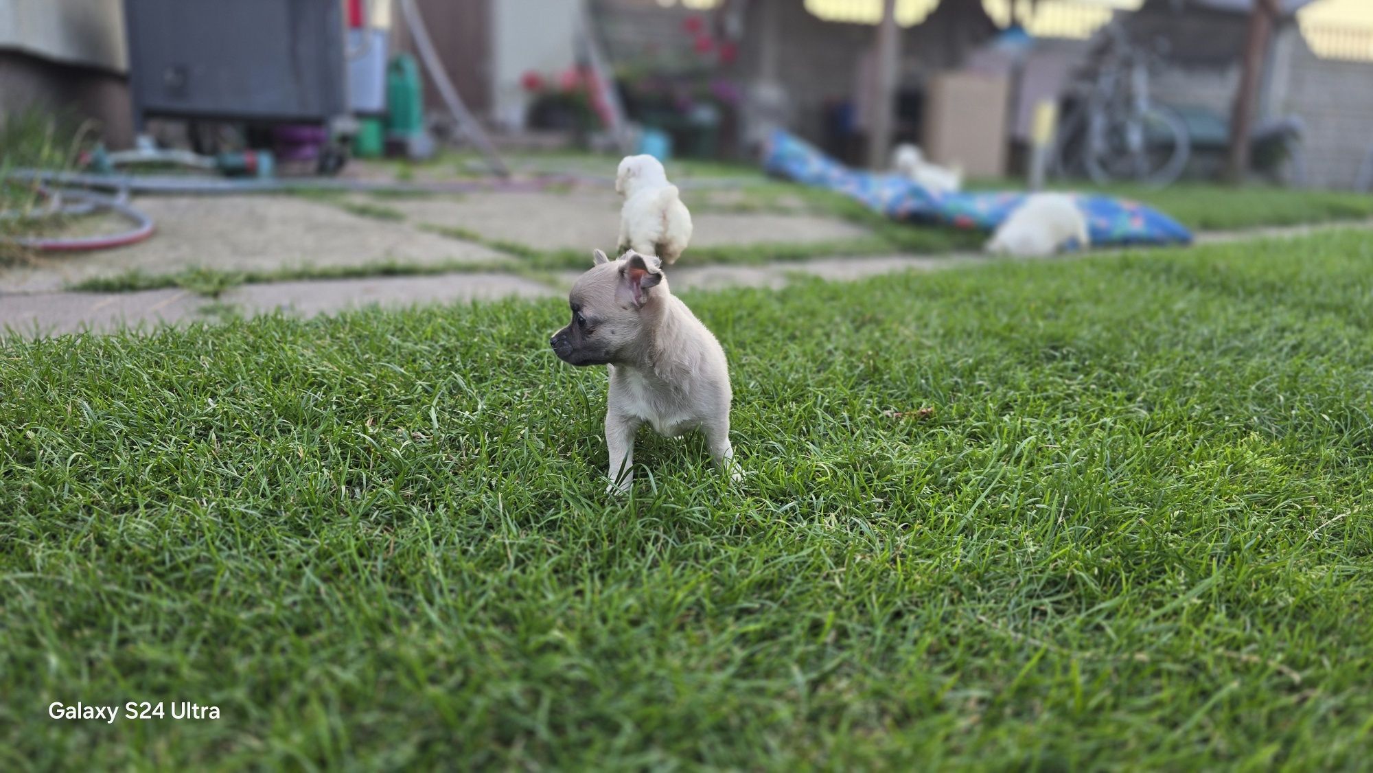 Śliczna Chihuahua suczka