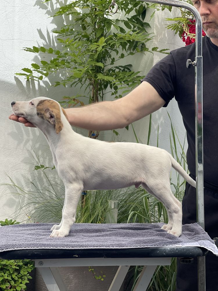 Whippet samiec do odbioru Revirado FCI ZKwP