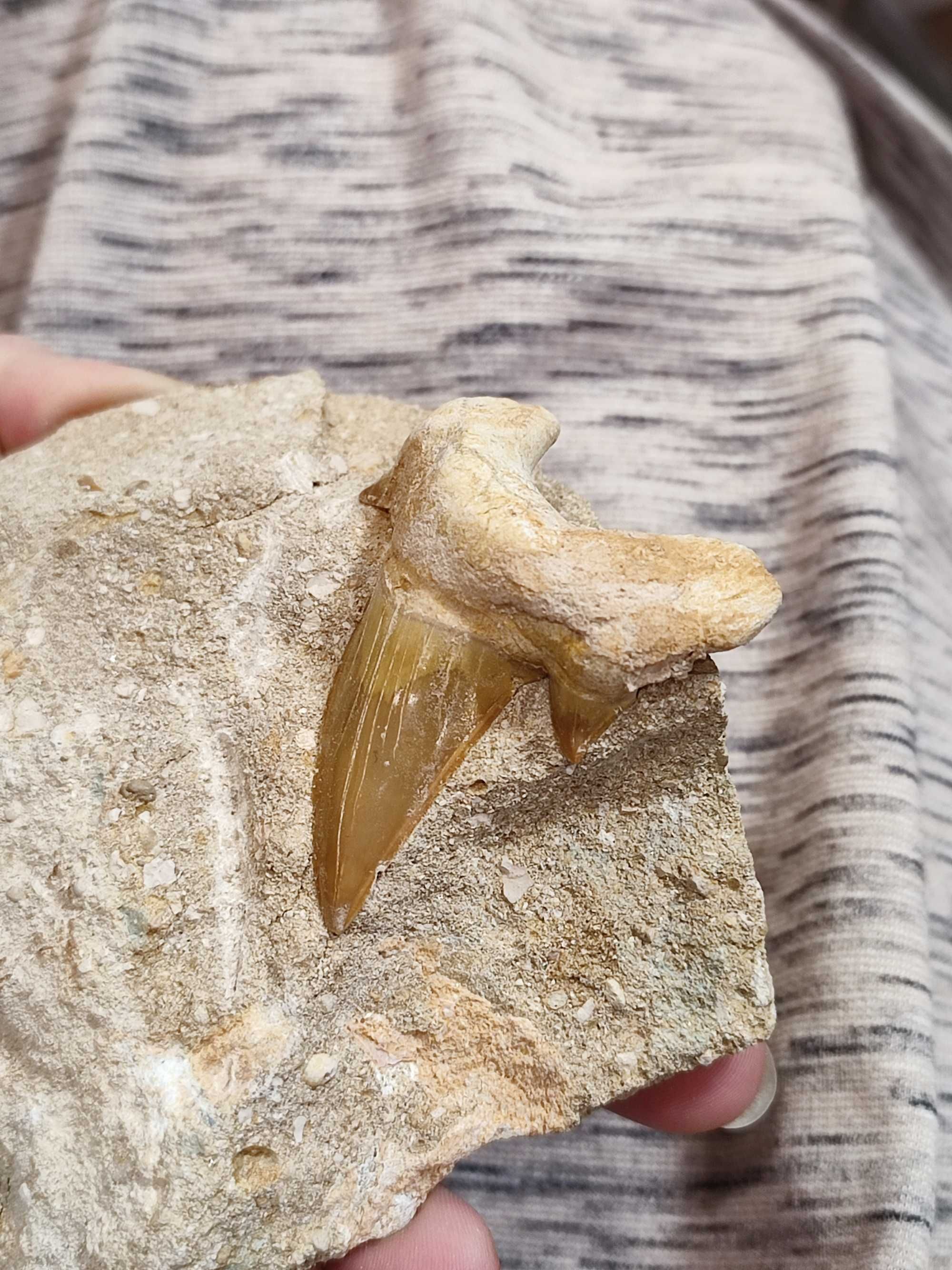 Ząb rekina. Maroko. skamieniałości minerał do kolekcji