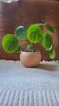 Pilea pieniążek roślina