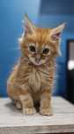 Rudasek kocurek Maine Coon