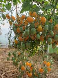 Pomidor Kumato i inne nasiona kolekcjonerskie