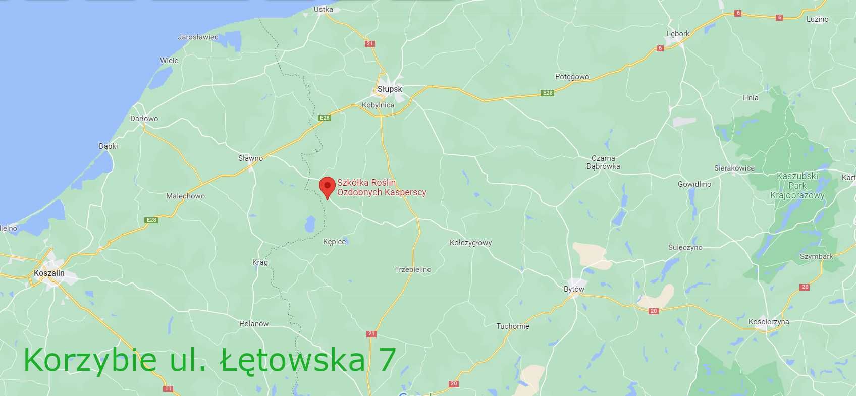 Żywopłot - Żywotnik Zachodni 'Brabant'  C5 (Thuja Tuja 'Brabant')