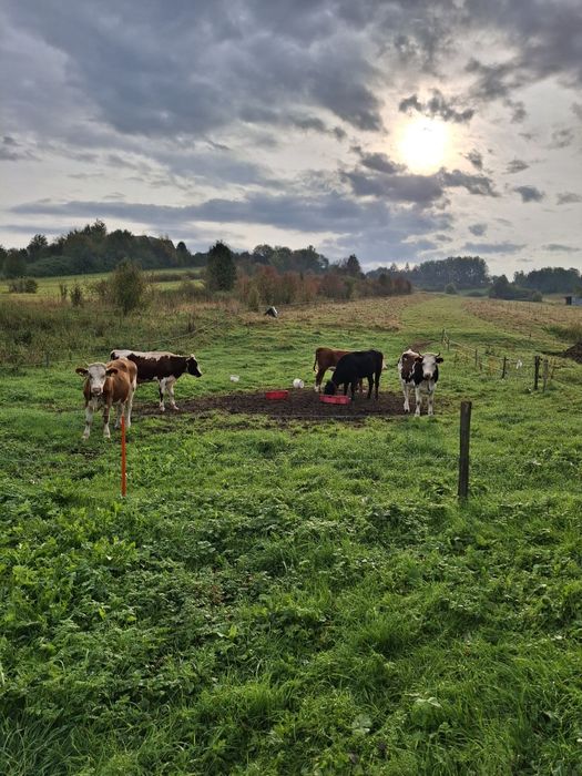 Sprzedam Jałówke cielną