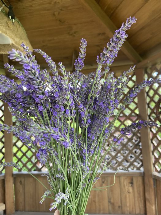 Лаванда,  букет лаванды, сухоцвет лаванда