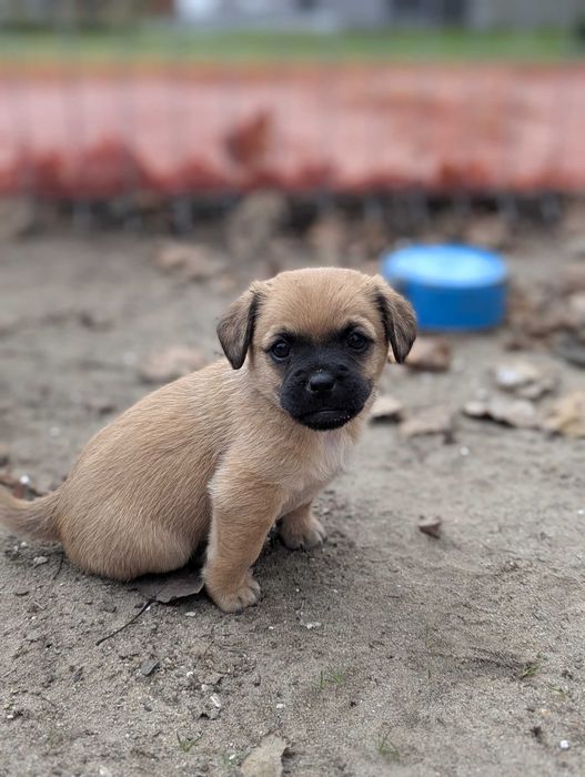 Śliczne małe pieski do oddania