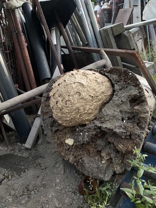 Opryski na KOMARY i KLESZCZE Likwidacja gniazd OS i SZERSZENI OZON