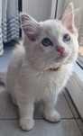 Kocurek Ragdoll blue bicolor
