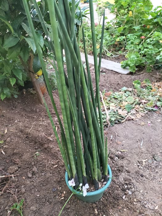 Cato de folha tipo flecha