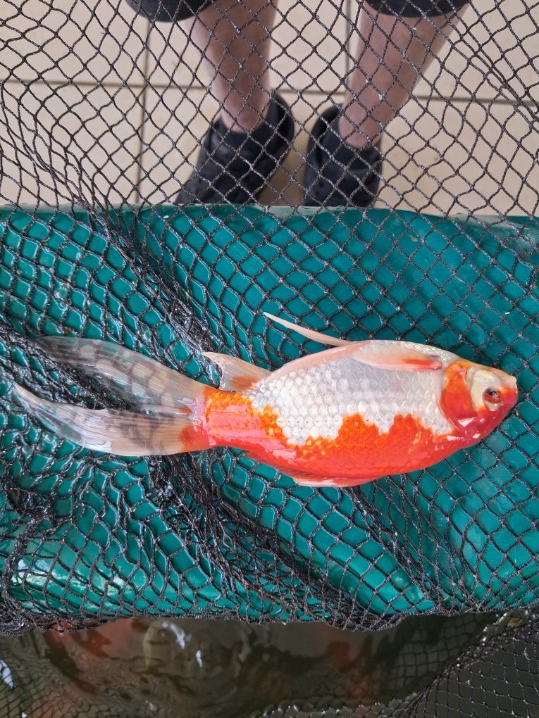 Peixes lago/pimpoes/cometas grandes, reprodutores!