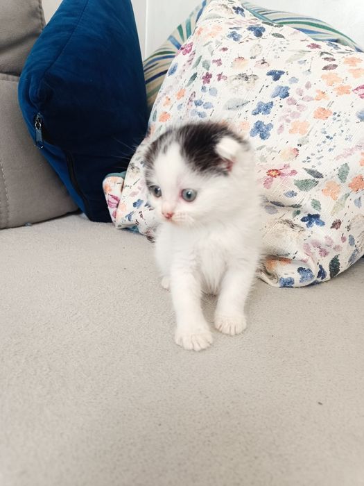 Кошенята з британським корінням