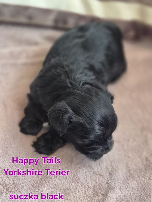 Yorkshire Terier ,suczka czarna